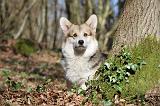 CORGI PEMBROKE 523